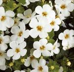 Bacopa White