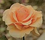 Rose Hybrid Tea Brandy