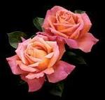 Rose Hybrid Tea Chicago Peace 