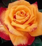Rose Hybrid Tea Chris Evert