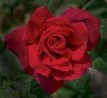 Rose Hybrid Tea Chrysler Imperial 