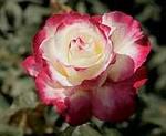 Rose Hybrid Tea Double Delight 