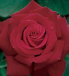 Rose Hybrid Tea Firefighter