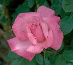 Rose Hybrid Tea First Prize