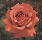 Rose Hybrid Tea Fragrant Cloud
