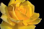 Rose Hybrid Tea Hotel California