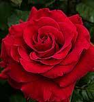 Rose Hybrid Tea In the Mood