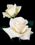 Rose Hybrid Tea John F Kennedy