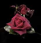 Rose Hybrid Tea Lasting Love