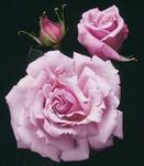 Rose Hybrid Tea Memorial Day