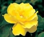 Rose Hybrid Tea Midas Touch 