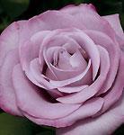 Rose Hybrid Tea Neptune