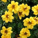 Bidens Mexican Gold