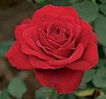 Rose Hybrid Tea Olympiad