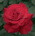 Rose Hybrid Tea Opening Night