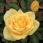 Rose Hybrid Tea Oregold