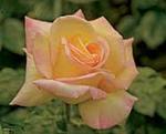 Rose Hybrid Tea Peace 