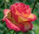 Rose Hybrid Tea Perfect Moment