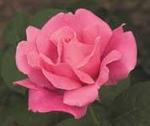 Rose Hybrid Tea Perfume Delight