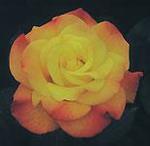Rose Hybrid Tea Rio Samba