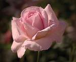 Rose Hybrid Tea Tiffany