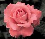 Rose Hybrid Tea Touch of Class 