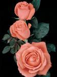Rose Hybrid Tea Tropicana 