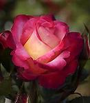 Rose Grandiflora Dick Clark