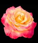 Rose Grandiflora Dream Come True