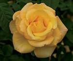 Rose Grandiflora Gold Medal 