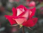 Rose Grandiflora Love