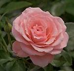 Rose Floribunda Sexy Rexy