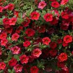 Calibrachoa Callie Bright Red