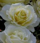 Rose Floribunda White Licorice
