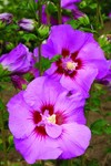 Hibiscus First Editions® Tahiti™ Rose of Sharon