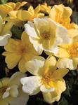 Rosa 'Radsunny' PP18562 CPBR#4875 / Knock Out® Sunny Rose