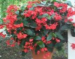 Begonia Dragon Wing Red