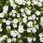 Calibrachoa White