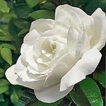 Rose Hybrid Tea Pope John Paul II