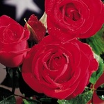Rose Hybrid Tea Veterns Honor