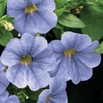 Calibrachoa Callie Light Blue