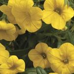 Calibrachoa Callie Deep Yellow