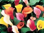 Calla Lilly