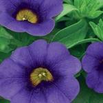 Calibrachoa Callie Purple