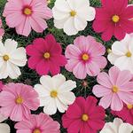 Cosmos Sonta Mix