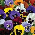 Pansy Spring Matrix Blotch Mix