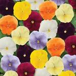 Pansy Spring Matrix Clear Mix