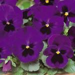 Pansy Spring Matrix Blue Blotch