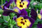 Pansy Spring Matrix Midnight Glow