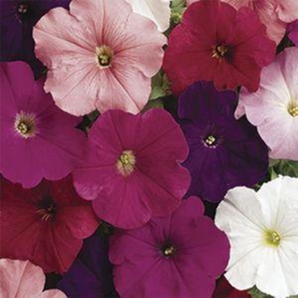 Plant Catalog - Goode Greenhouses